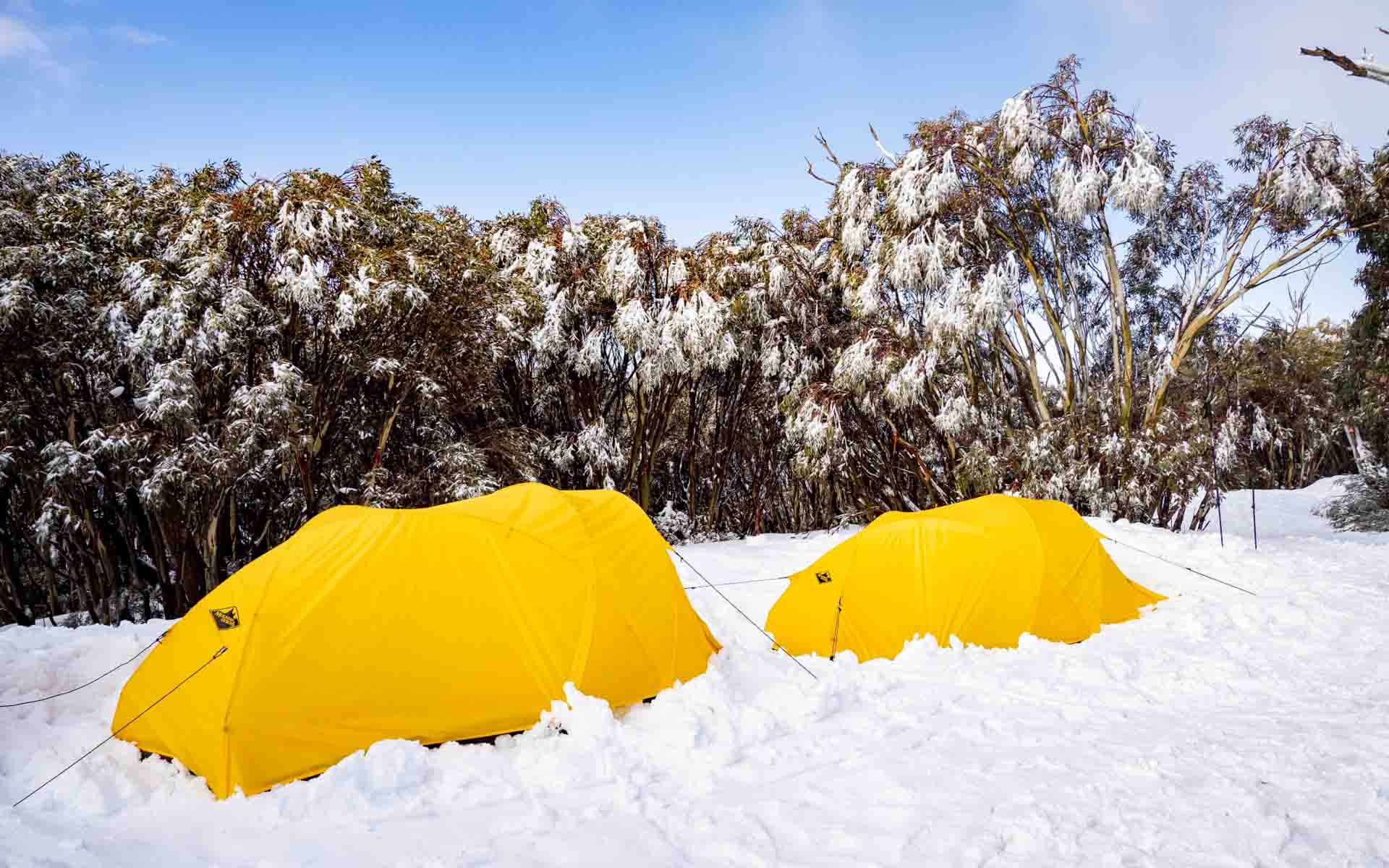 Two Expedition 2-Person Tent set-up in the snow amongst shrubs