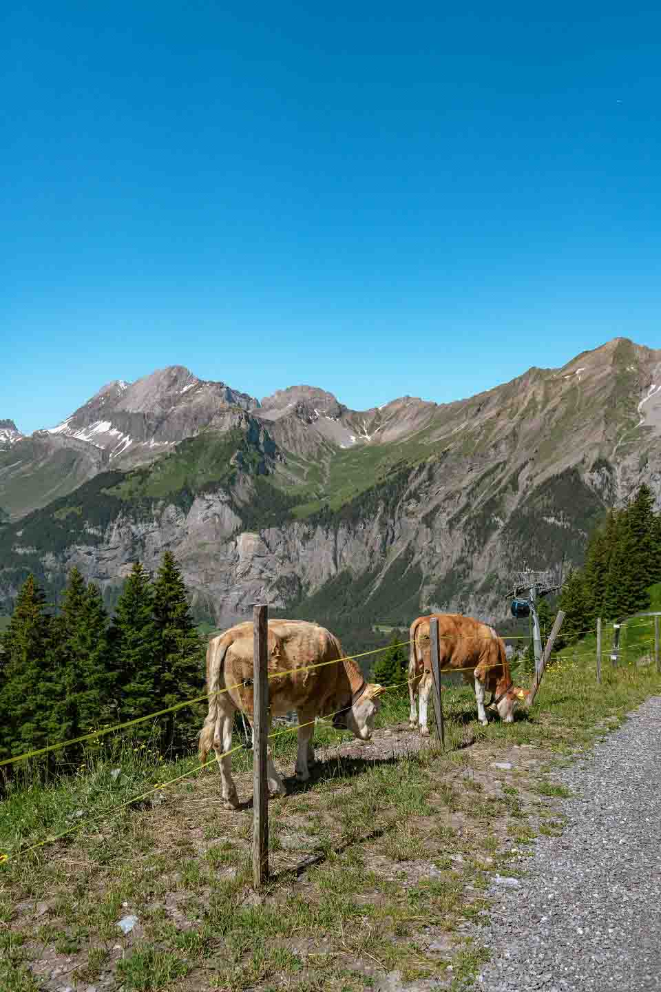 Local cows by the hiking trail